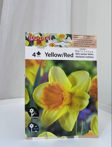ابصال شتوية نرجس - Narcyz