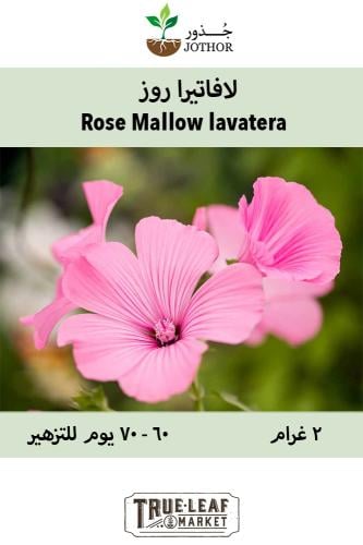 بذور لافاتيرا روز - Rose Mallow lavatera Seeds