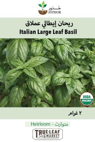 بذور ريحان إيطالي عملاق - Basil Seeds - Italian Large Leaf