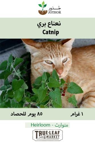 بذور نعناع بري - Catnip Seeds