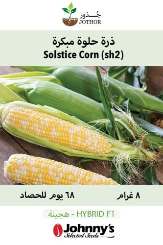 بذور ذرة حلوة مبكرة - Solstice (F1) Corn Seeds