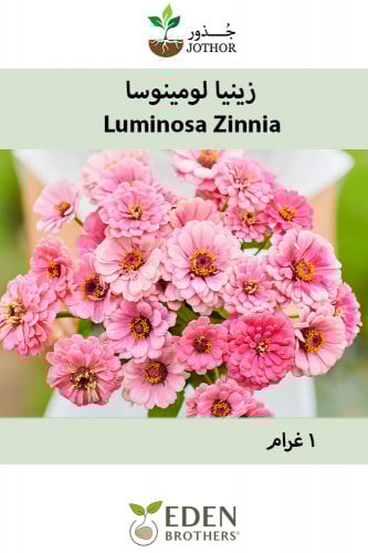 بذور زينيا لومينوسا - Luminosa Zinnia Seeds