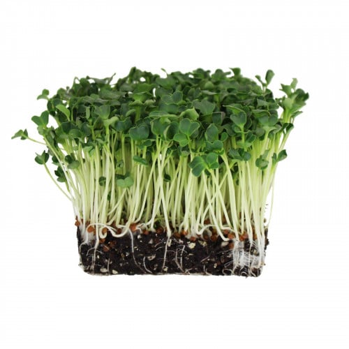 بذور الفجل للمايكروجرينز والاستنبات - Radish Microgreens Seeds