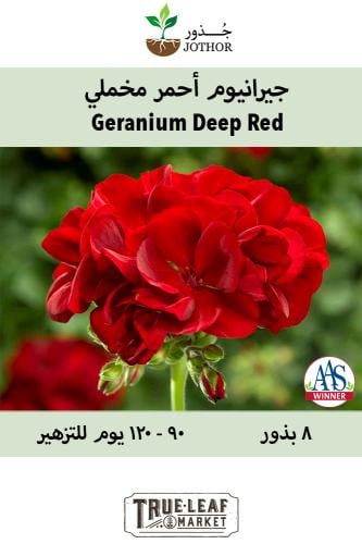 بذور جيرانيوم احمر مخملي - Deep Red Geranium Seeds