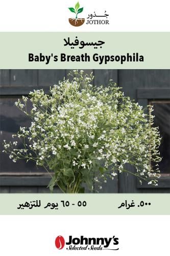 بذور جيسوفيلا - Baby's Breath Gypsophila Seed