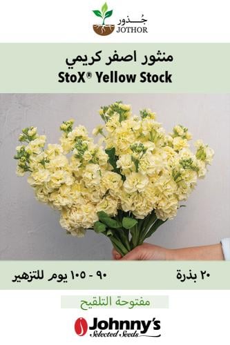 بذور منثور اصفر كريمي - StoX® Yellow Stock Seed