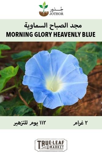 بذور مجد الصباح السماوية - MORNING GLORY HEAVENLY BLUE Seeds