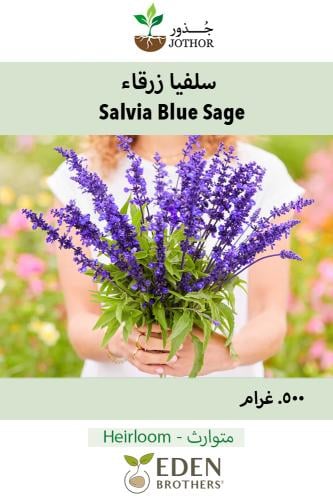 بذور سلفيا زرقاء -Salvia Blue Sage Seeds