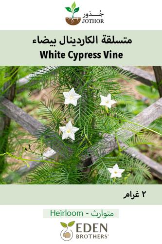 بذور متسلقة كاردينال بيضاء - White Cardinal Climber Seeds