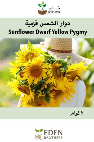 بذور دوار الشمس قزمية - Sunflower Dwarf Sungold Seeds