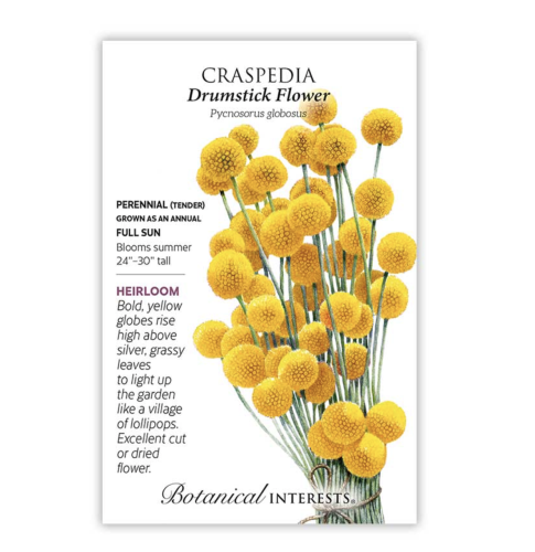 بذور زهرة الطبل كراسبيديا - Drumstick Flower Craspedia Seeds