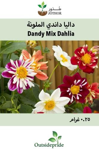 بذور داليا داندي الملونة - Dandy Mix Dahlia Seeds