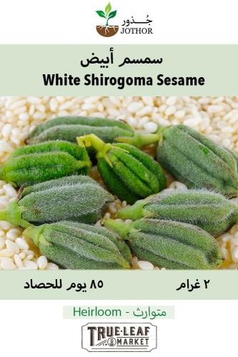 بذور سمسم ابيض - Sesame Seeds - White Shirogoma