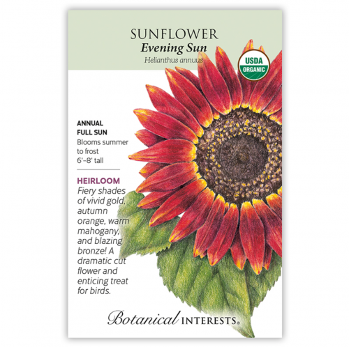 بذور دوار الشمس شمس المساء - Sunflower Evening Sun Seeds