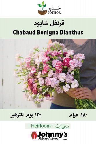 قرنفل شابود - Chabaud Benigna Dianthus Seed