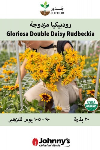بذور رودبيكيا مزدوجة - Gloriosa Double Daisy Seed