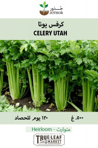 بذور كرفس يوتا - Celery Utah Seeds