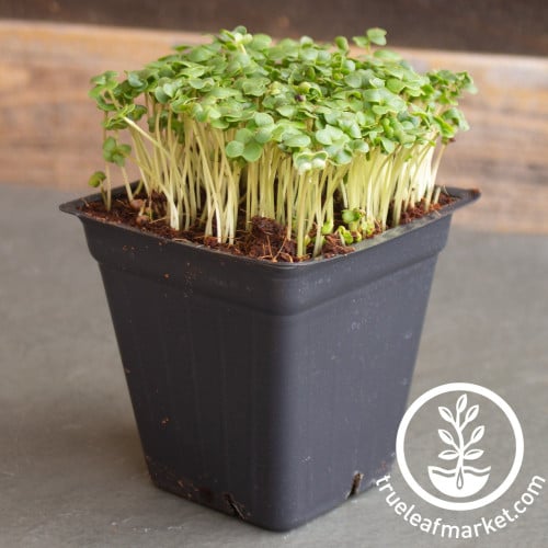 بذور البروكلي للمايكروجرينز والاستنبات - Broccoli Microgreens Seeds