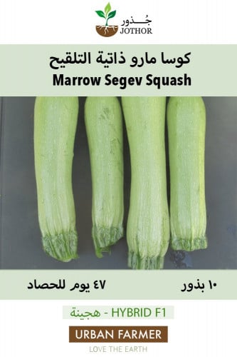 بذور كوسا مارو ذاتية التلقيح - Marrow Segev Squash Seeds
