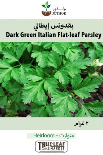 بذور بقدونس إيطالي - Dark Green Italian Flat-leaf Parsley Seeds