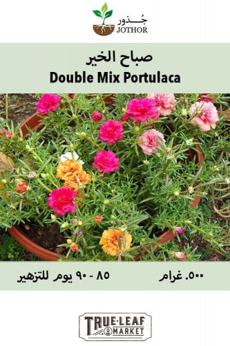 بذور صباح الخير - Portulaca Double Mix Seeds