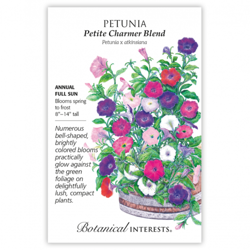 بتونيا الملونة - Petite Charmer Blend Petunia