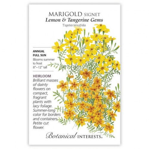 بذور قطيفة الليمون - Lemon & Tangerine Gems Signet Marigold Seeds
