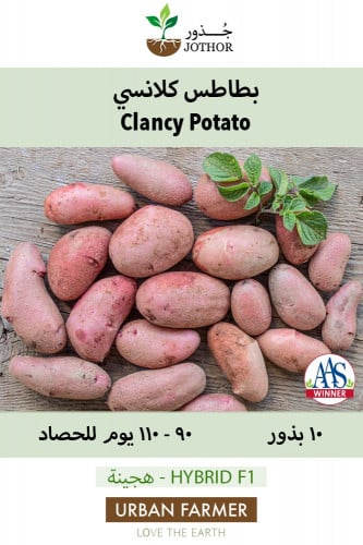بذور بطاطس كلانسي - Clancy Potato Seeds
