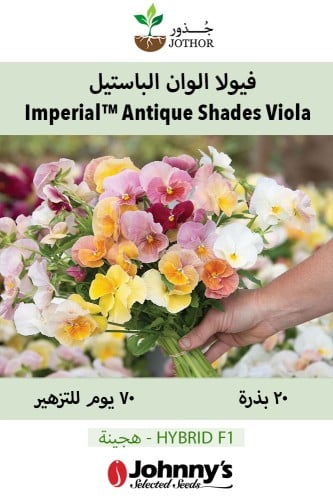 بذور فيولا ألوان الباستيل - Imperial™ Antique Shades (F1) Viola Seed