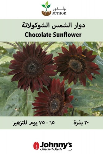 بذور دوار الشمس الشوكولاتة - Chocolate Sunflower Seeds