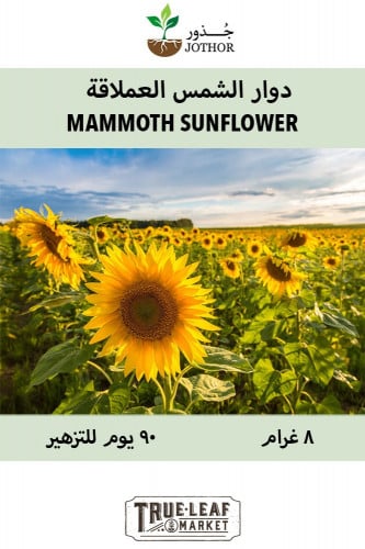 بذور دوار الشمس العملاقة - Sunflower Mammoth Grey...