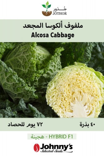 بذور ملفوف ألكوسا - Alcosa (F1) Cabbage Seeds