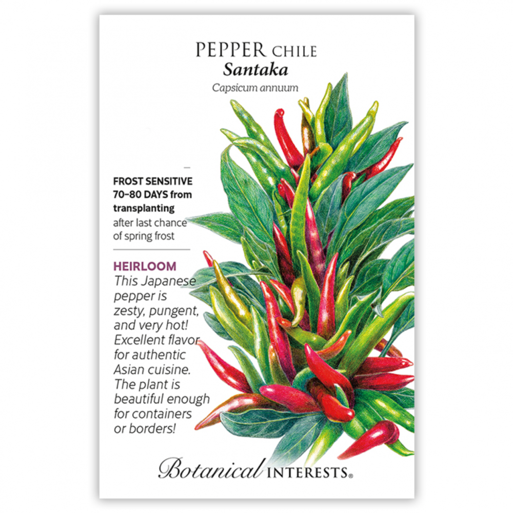 بذور فلفل سانتكا - Santaka Chile Pepper Seeds