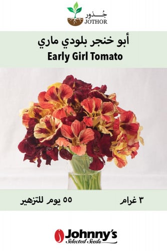 بذور ابو خنجر بلودي ماري - Bloody Mary Nasturtium Seed