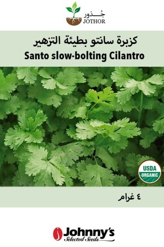 بذور كزبرة سانتو بطيئة التزهير - Santo Organic Cilantro Seed