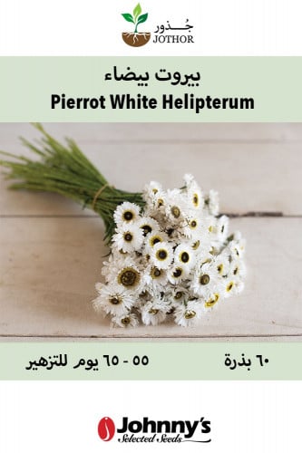 بذور بيروت بيضاء -Pierrot White Helipterum Seeds