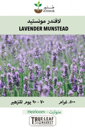 بذور لافندر مونستيد - Lavender Munstead Seeds