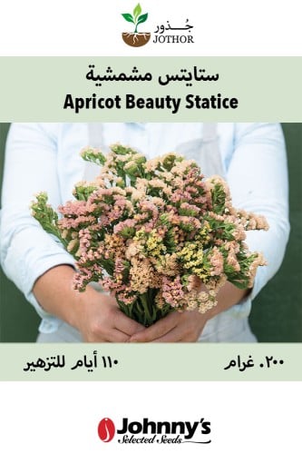 بذور ستايتس مشمشية - Apricot Beauty Statice Seed