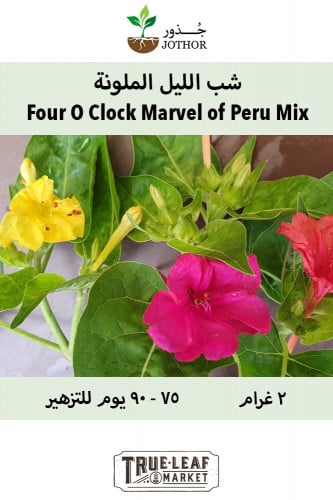 زهرة شب الليل الملونة - Four O Clock Marvel of Peru