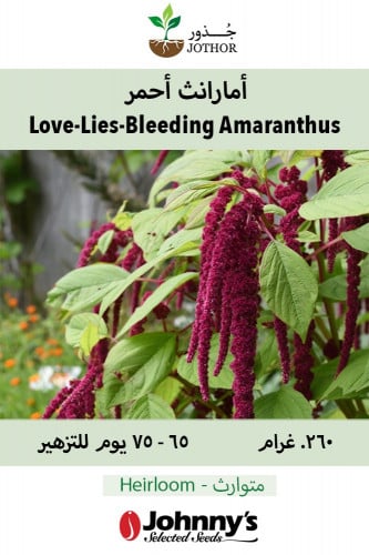 بذور أمارانث أحمر - Love-Lies-Bleeding Amaranthus Seeds