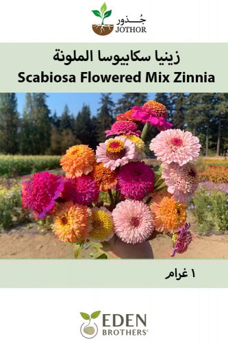 بذور زينيا سكابيوسا الملونة -  Scabiosa Flowered Mix Zinnia Seeds