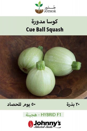 بذور كوسا مدورة فاتحة - Cue Ball Squash Seeds