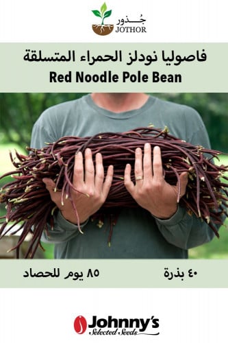 بذور فاصوليا نودلز الحمراء المتسلقة - Red Noodle Bean Seeds