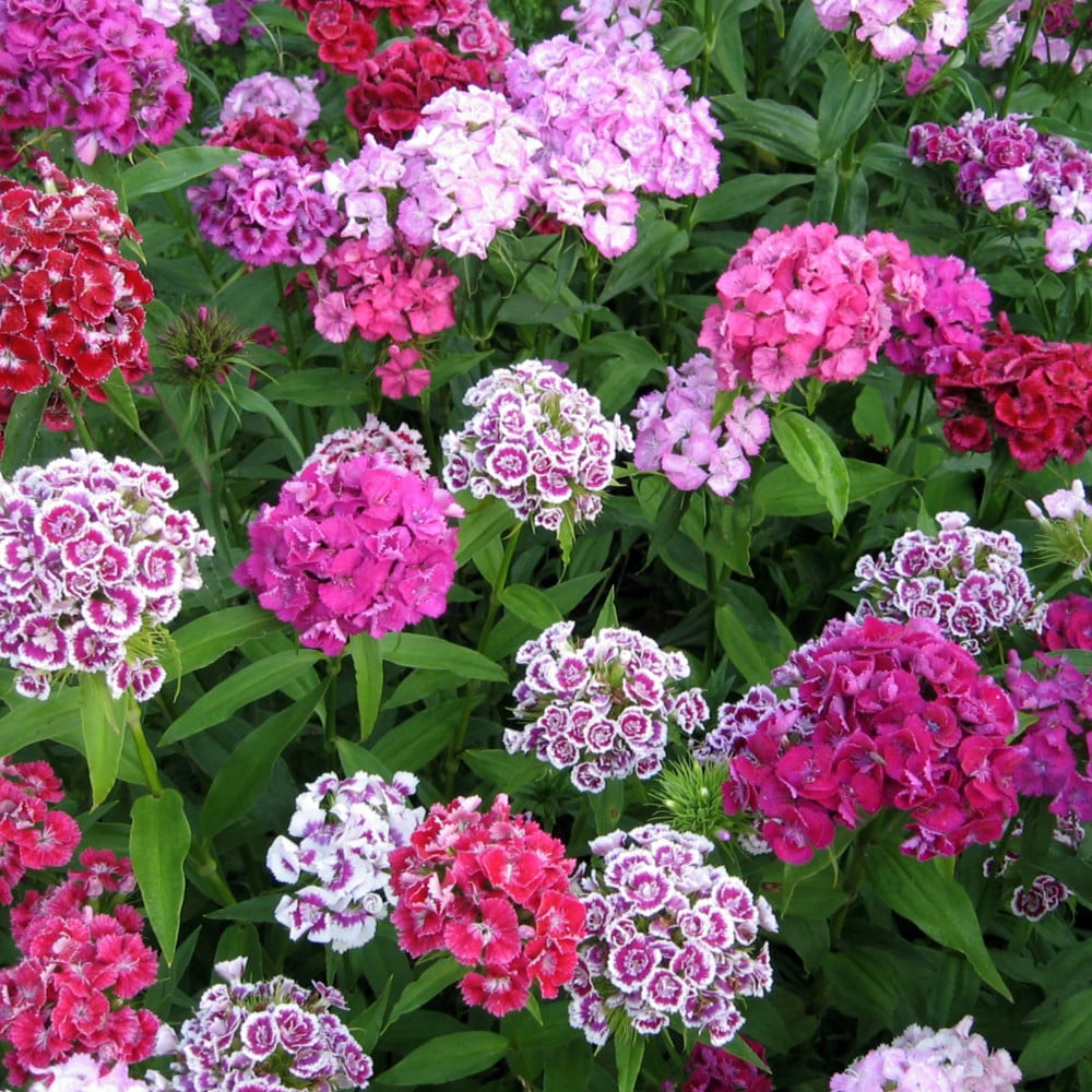 بذور قرنفل سويت ويليام - Sweet William Double Blend Seeds