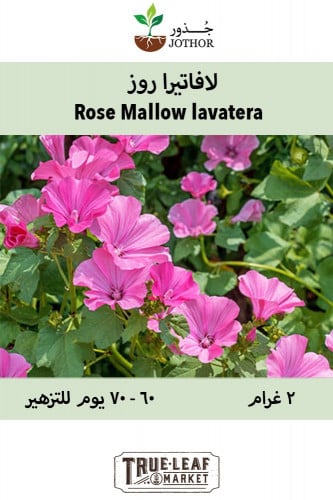 بذور لافاتيرا روز - Rose Mallow lavatera Seeds