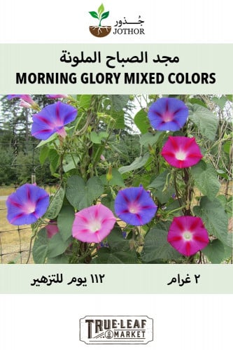 بذور مجد الصباح الملونة - MORNING GLORY MIXED COLO...