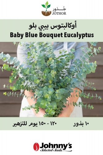 بذور اوكالبتوس بيبي بلو - Baby Blue Bouquet Eucalyptus Seed