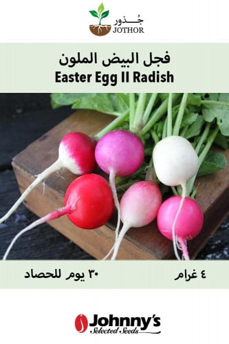 بذور فجل البيض الملون - Easter Egg II Radish Seeds