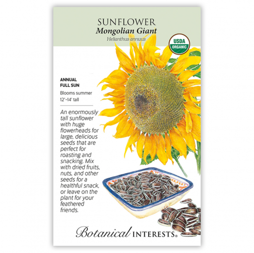 بذور دوار الشمس عملاقة - Sunflower Mongolian Giant Seeds