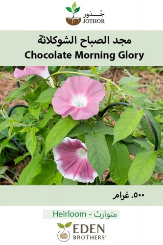 بذور مجد الصباح الشوكلاتة - Chocolate Morning Glory Seeds